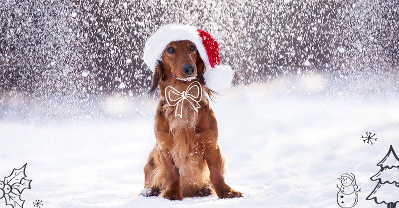 12 Top Dog Names of 2021