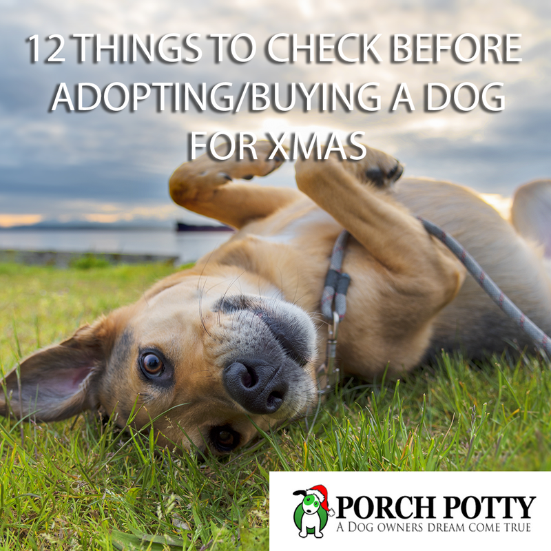 12 Things to Check Before Adopting/Buying a Dog for Xmas