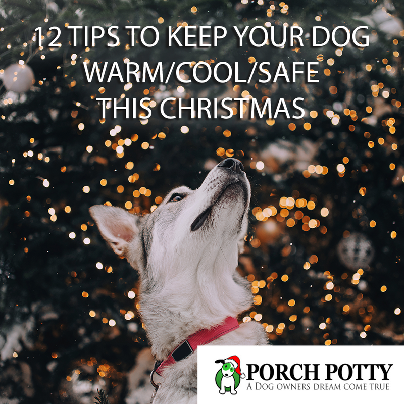 12 Tips to Keep Your Dog Warm/Cool/Safe This Christmas