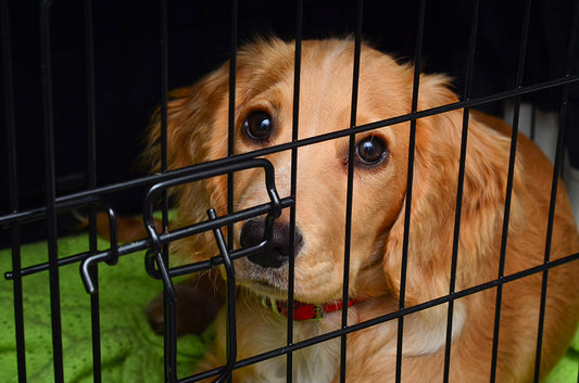 7 Mistakes to Avoid During Crate Training