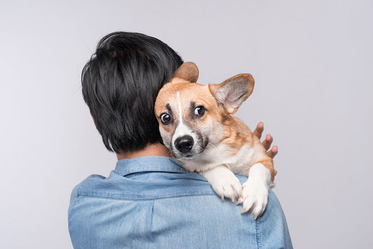 How to Help Your Dog through Stressful Situations