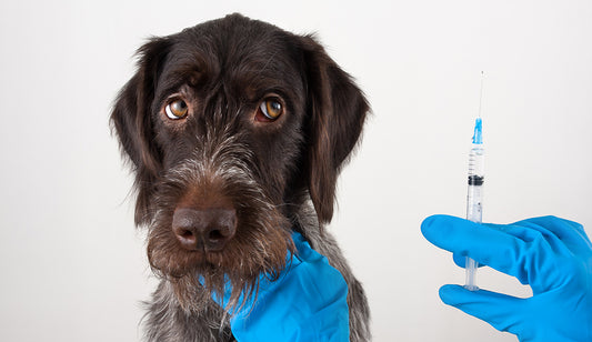 What You Need to Know About Dog Immunizations and Preventing Disease