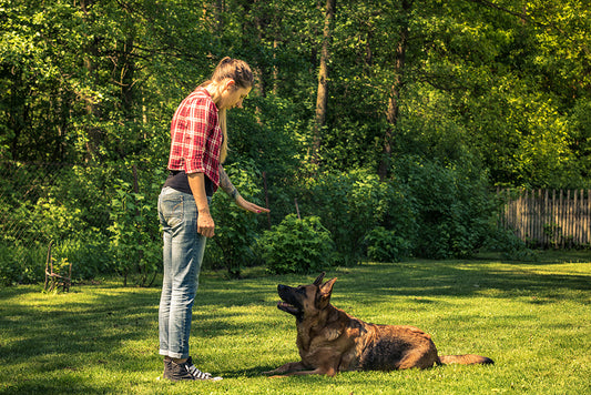 The Top 7 Benefits of a Well-Trained Dog