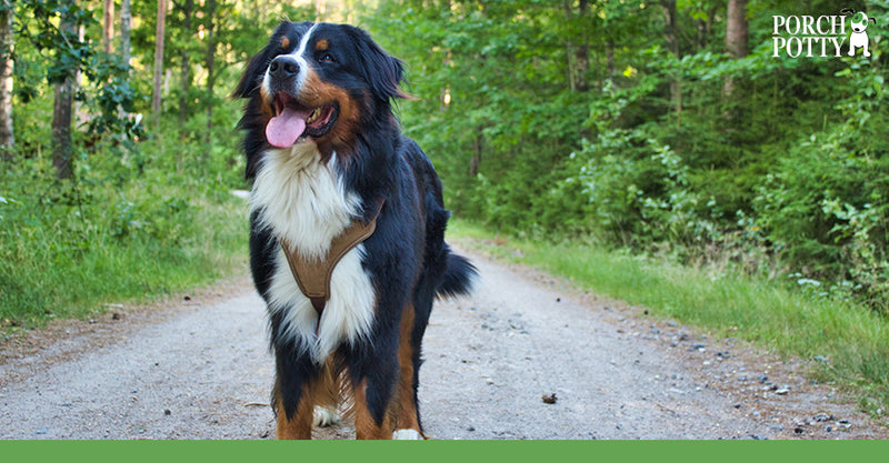 15 Easiest Dog Breeds to Potty Train