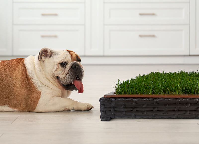 Porch Potty helps dog owners transition back to work and life