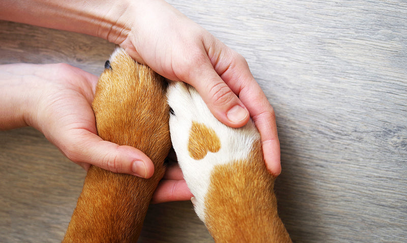 Unique, Proactive Ways to Support Animal Shelters and Pet Adoption