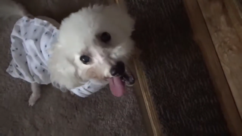 12 Amazing Dog Charities to Help this National Rescue Dog Day