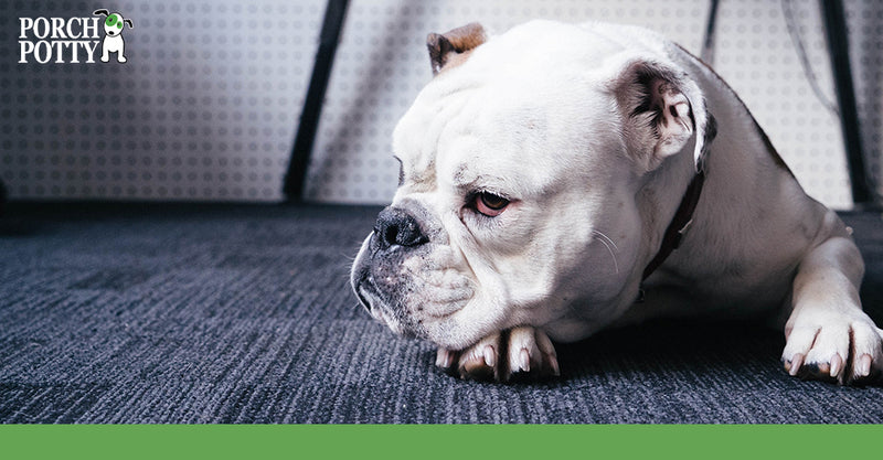 10 Dog Potty Training Mistakes to Avoid