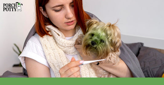 A Yorkie puppy's face is a shade of green as its owner looks at a thermometer