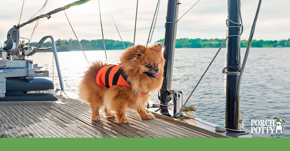 A Pomeranian wears a life jacket while walking close to a pier