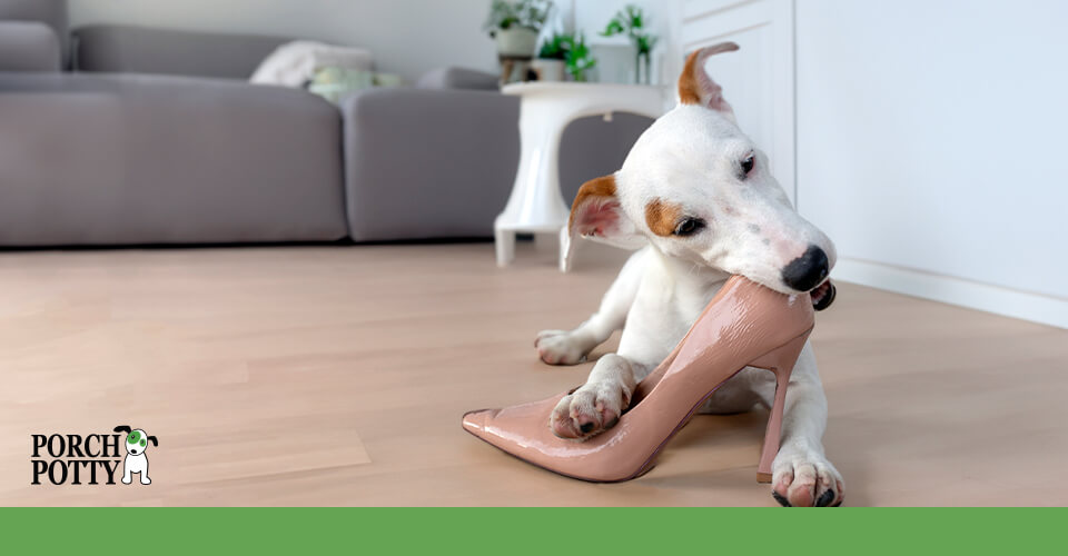 A white puppy with a brown spot over its eye chews on the heel of an expensive baby pink stiletto