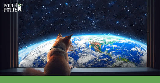 A Corgi looks at an image of the Planet Earth