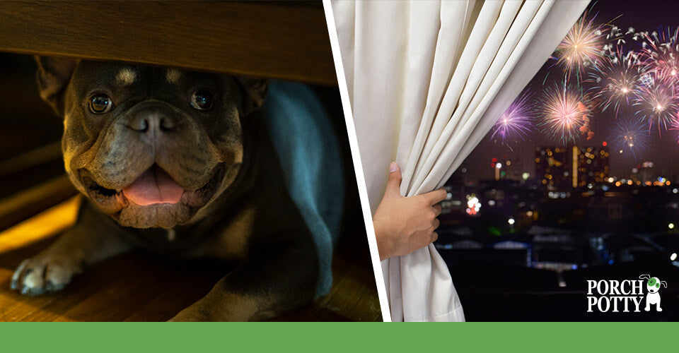 A Rottweiler huddles under a bed to escape the noise of fireworks