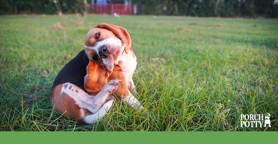 A Beagle scratches his ear