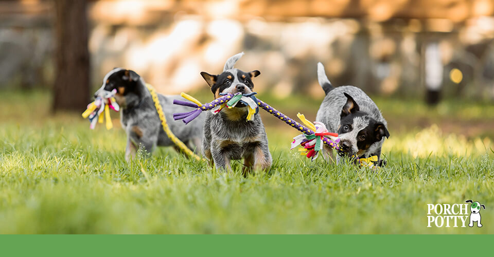 Three Australian Shepherd puppies play tug of war with knotted ropes