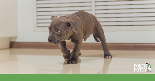 A puppy walks away from an accident on a hardwood floor