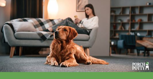 A beautiful copper colored Golden Retriever lays down on the floor in front of the sofa