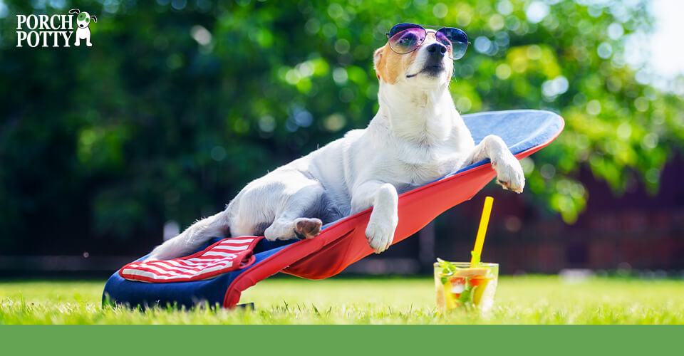 A Jack Russell Terrier relaxes with a drink in a lawn chair