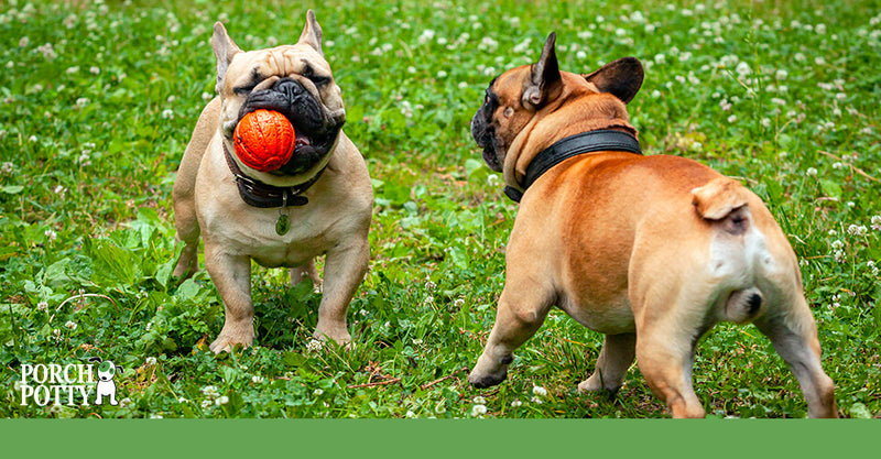 Two French Bulldogs play with a bright red rubber ball