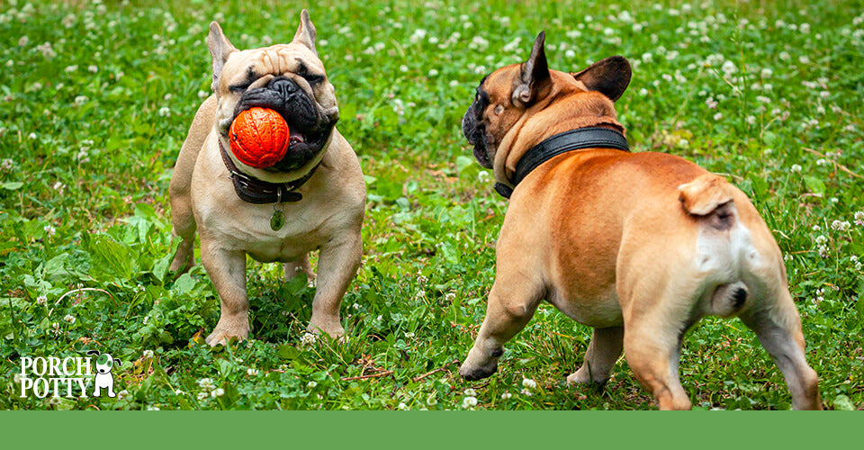 Two French Bulldogs play with a bright red rubber ball