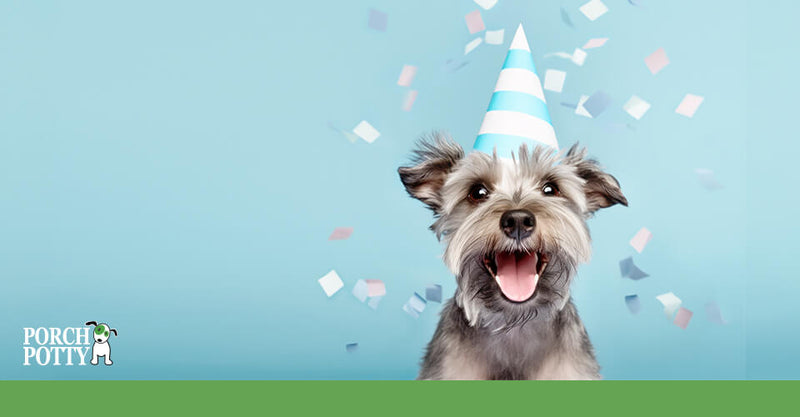Happy dog wearing a blue and white party hat with confetti in the background, celebrating National Dog Week.
