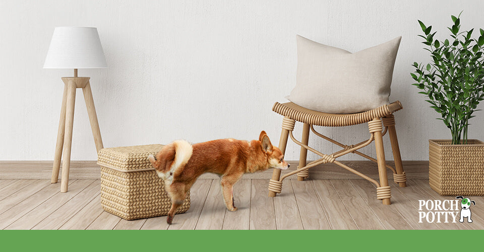 A small dog sniffing the leg of a woven chair in a modern living room, with natural decor including a lamp and a plant in the background.