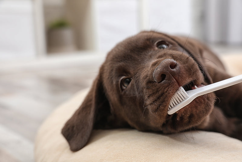 Here's the Bottom Line of Maintaining Your Dog’s Dental Health