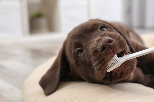 Here's the Bottom Line of Maintaining Your Dog’s Dental Health