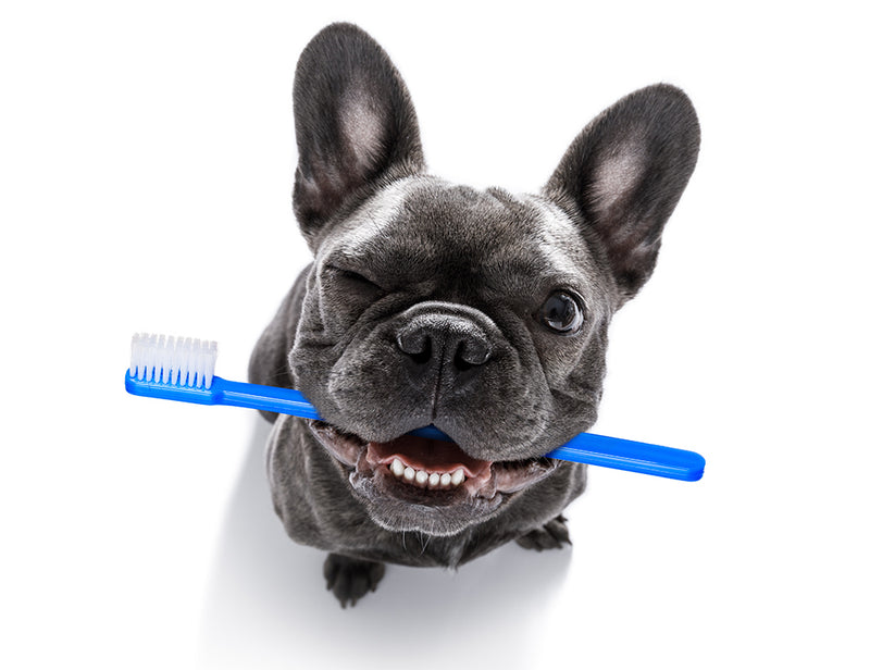 The Easiest Homemade Doggie Dental Treats to Make Now