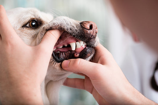 Signs of Poor Dental Health in Your Dog