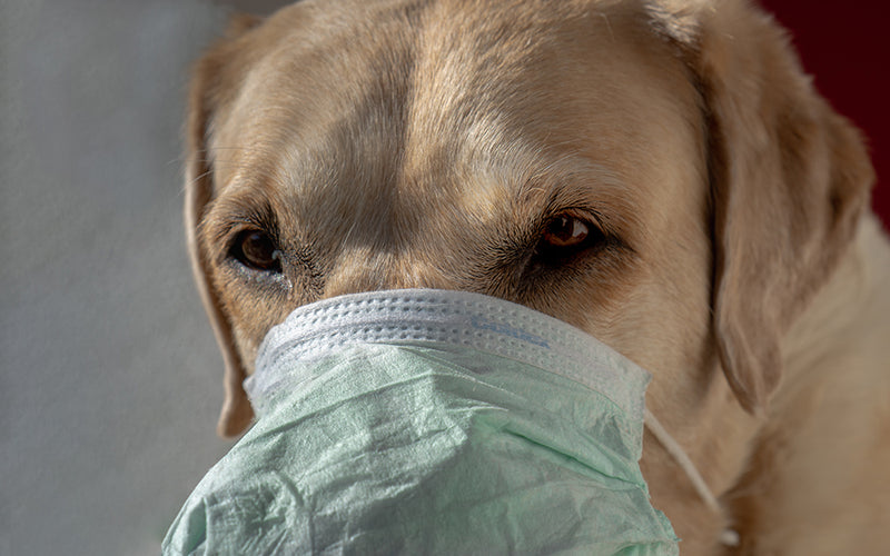 Is it Safe to Go to Dog Parks?