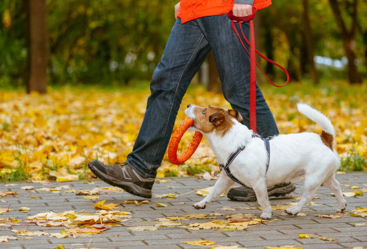 Dog walking isn't just for your dog
