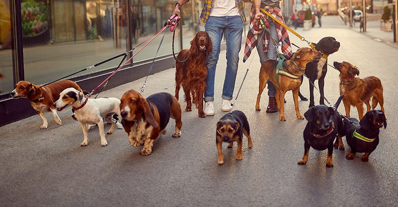 Is Your Dog In Shape?