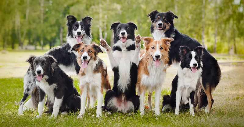 Porch Potty Introduces the Dog Paw-rent Group You've Been Waiting For