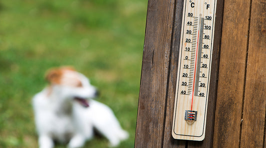 What Is Canine Heat Stroke?