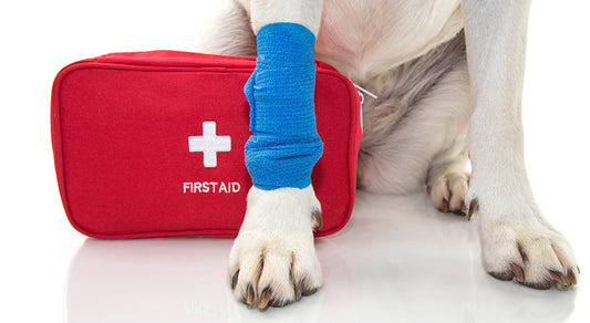 Pet First Aid: How to Build Your Kit and Handle Emergencies