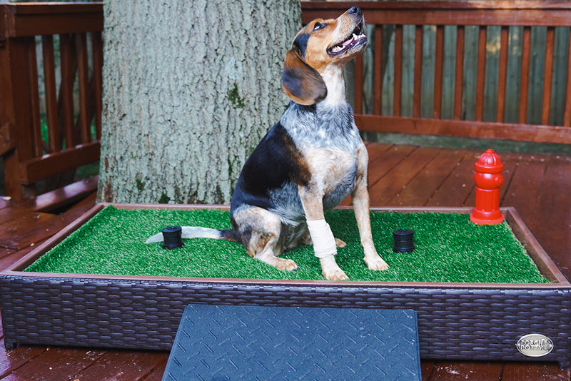 12 Steps to Porch Potty Success