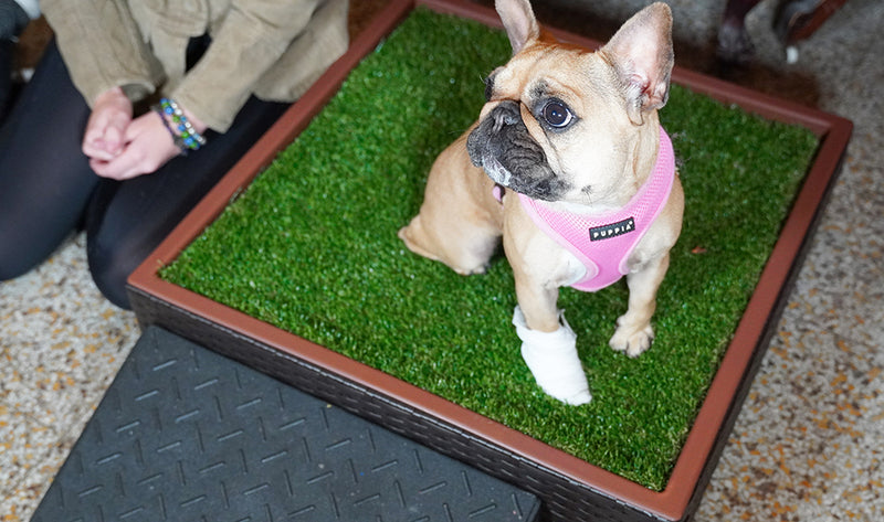 The Porch Potty, For Every Dog