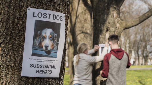 More dogs go missing during July than any other month