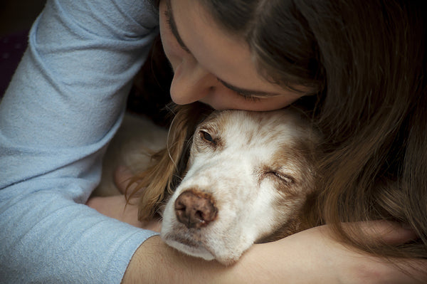 8 Benefits of Adopting an Older Dog