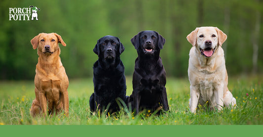 Four Labrador retriever dogs of different colors