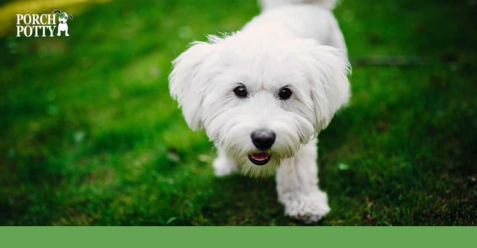 A Maltese puppy stands on a grassy lawn