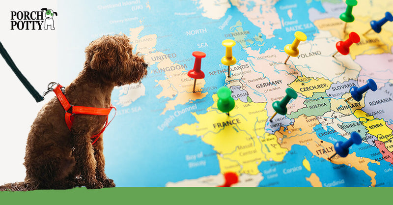 A brown poodle puppy in a harness in front of a map of Europe