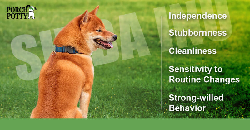 A coppery Shiba Inu dog sits in grass