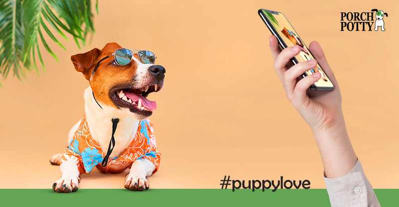 A stylish dog wearing sunglasses and a colorful shirt, posing next to a smartphone displaying a matching photo.