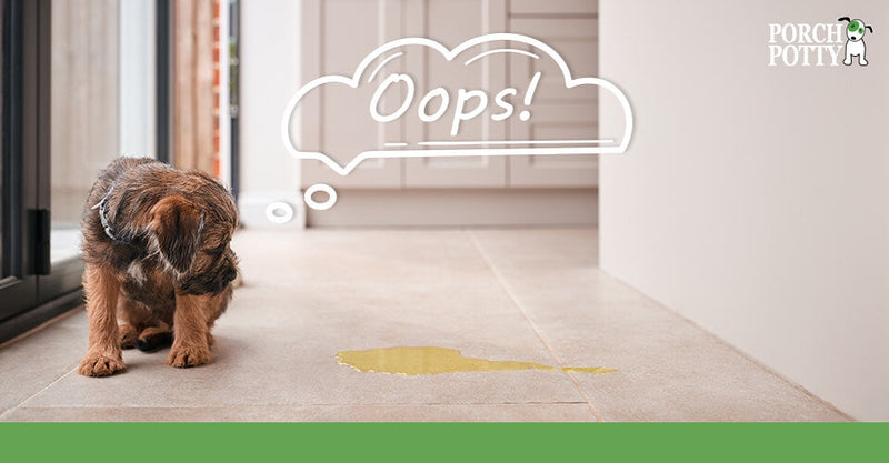 A small brown puppy looks down at a puddle of urine on the floor with a thought bubble that says “Oops!”