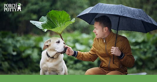A yellow Labrador Retriever sits in the rain with its owner
