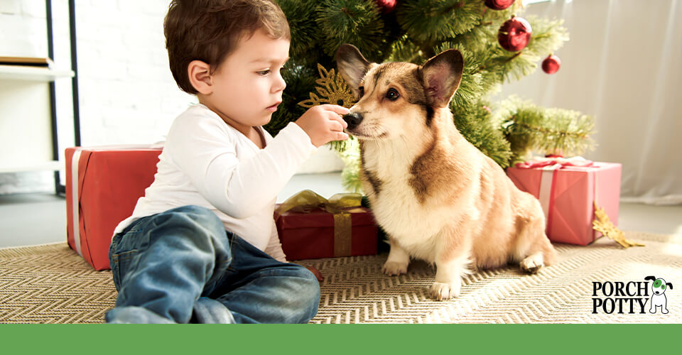 Young boy sitting with a corgi in front of a Christmas tree, gently offering the dog a treat.