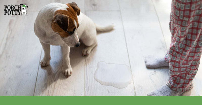 A puppy stares at a puddle on the floor