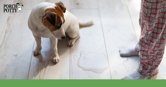 A puppy stares at a puddle on the floor